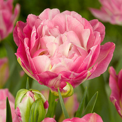 Tulip, Single Early Tulip, Single Late Tulip, Double Early Tulip, Double Late Tulip, Lily Tulip, Fringed Tulip, Greigii Tulip, Parrot Tulip, Spring Flowers